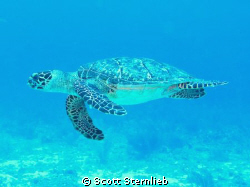 We were just diving along and this beautiful Turtle came ... by Scott Sternlieb 